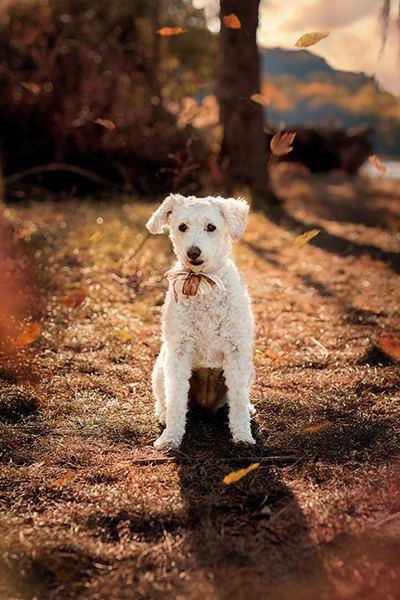Sziszi Photography szabadtéri esküvő szülinap esemény fotózás tolna baranya megye Szekszárd Pécs